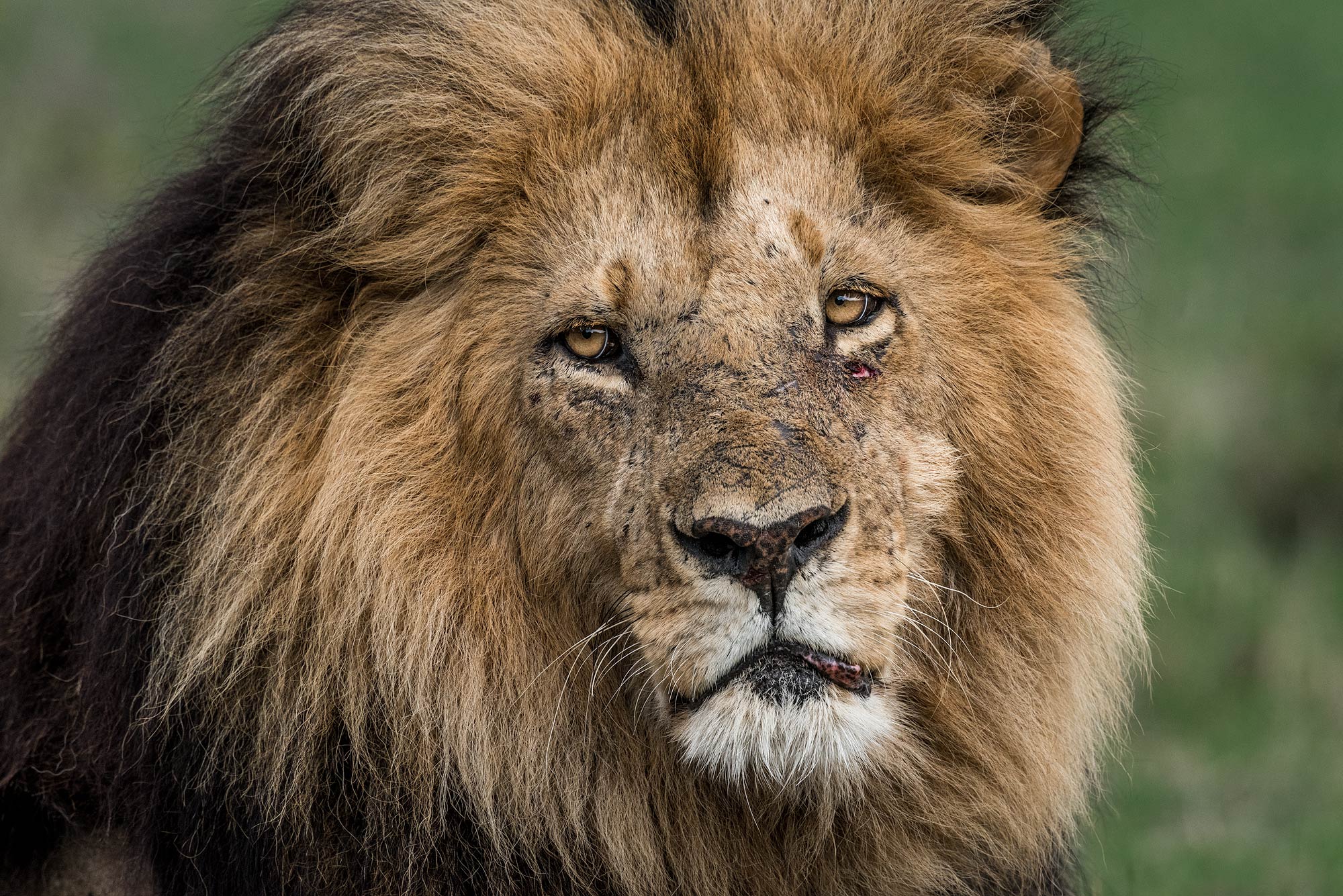 Great Migration Photo Safari: Join Us In Africa's Maasai Mara.