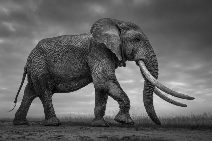 Wildlife photography workshops, safaris and one-to-one tuition ...